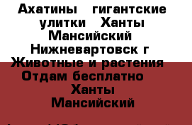 Ахатины - гигантские улитки - Ханты-Мансийский, Нижневартовск г. Животные и растения » Отдам бесплатно   . Ханты-Мансийский